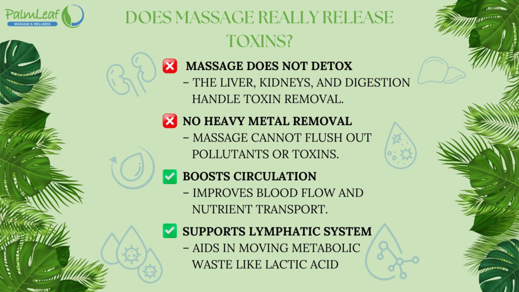 Does Massage Really Release Toxins? Visual Infographic Clarifying Myths and Benefits of Massage for Circulation and Lymphatic Support