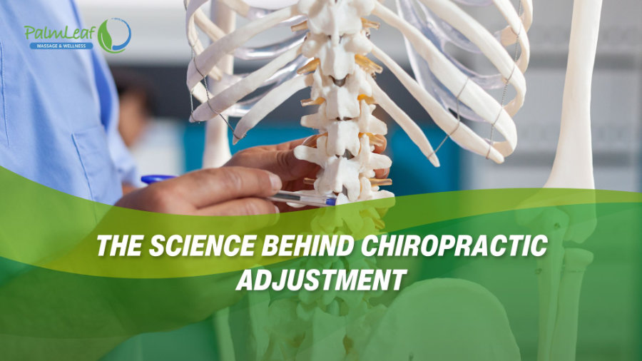 The science behind chiropractic adjustment