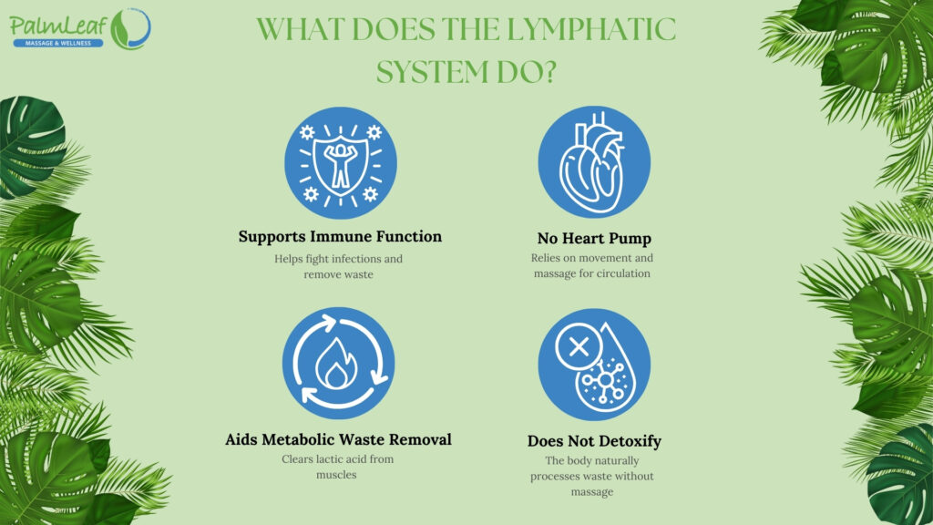 What Does the Lymphatic System Do? Visual Overview of Key Functions, Including Immune Support, Waste Removal, and Circulation Without a Heart Pump