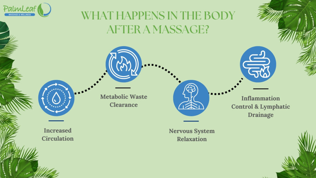 What Happens in the Body After a Massage? Visual Overview of Circulation, Waste Clearance, Nervous System Relaxation, and Inflammation Control