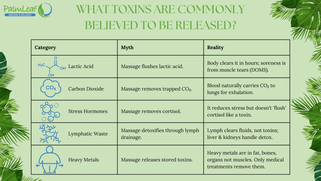 What Toxins Are Commonly Believed to Be Released During a Massage: Myths vs. Reality of Lactic Acid, Carbon Dioxide, Stress Hormones, Lymphatic Waste, and Heavy Metals