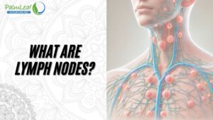 What are Lymph Nodes